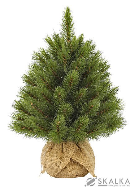 Сосна TriumphTree 45 см с инеем Forest Frosted (386251) На фото Сосна TriumphTree 45 см с инеем Forest Frosted (386251)