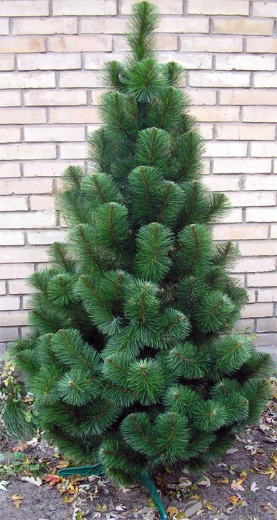 На фото Сосна Фабрика Елок 260 см зеленая Крымская