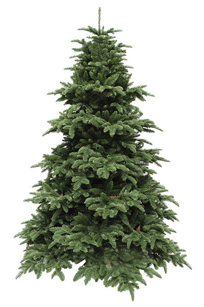 Ель TriumphTree 230 см Abies Nordmann de Luxe зеленая (389518)
