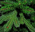На фото Ель TriumphTree 215 см Sherwood de Luxe (389097)