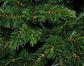 На фото Ель TriumphTree 365 см Tuscan (782510)