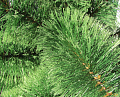 На фото Сосна Фабрика Елок 90 см зеленая распушенная