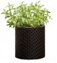 Кашпо для цветов Keter Cylinder Planter Small коричневое (7290103664183) На фото Кашпо для цветов Keter Cylinder Planter Small коричневое (7290103664183)